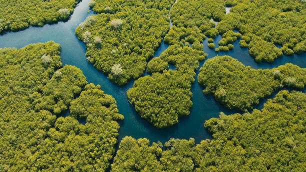 hutan mangrove