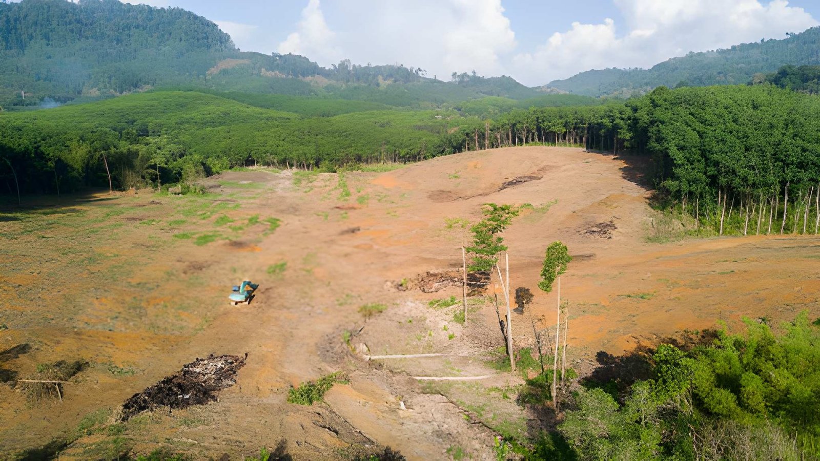 deforestasi papua