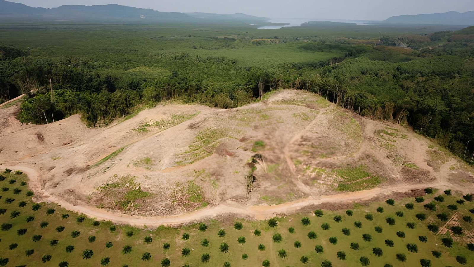 deforestasi papua
